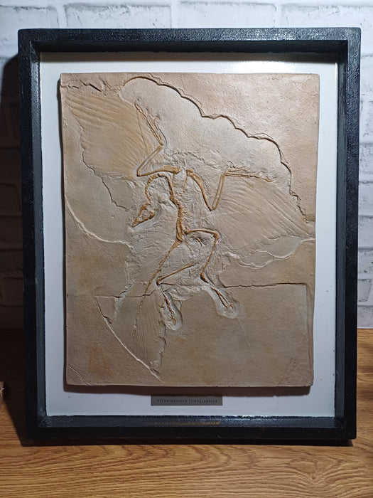 Archaeopteryx Life Sized Fossil Replica Framed edition