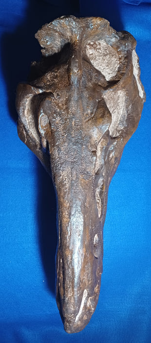 NANOTYRANNUS LANCENCIS LIFE SIZED SKULL
