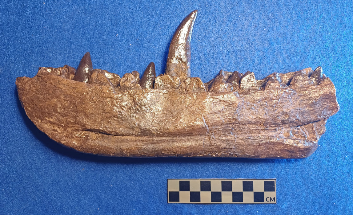 Megalosaurus jawbone replica from The Prehistoric Store