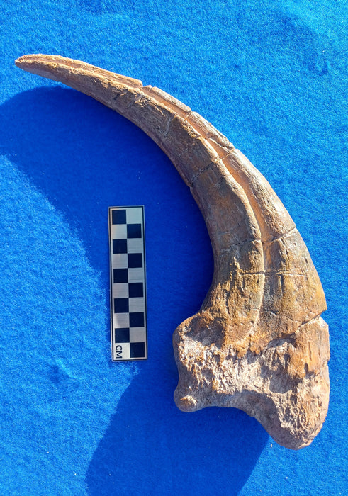 Museum grade replica of Megaraptr claw, available from The Prehistoric Store. Fossil replica claw of this famous dinosaur.