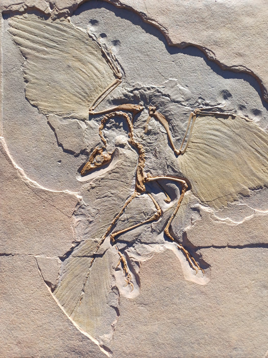 Archaeopteryx replica available from the Prehistoric Store