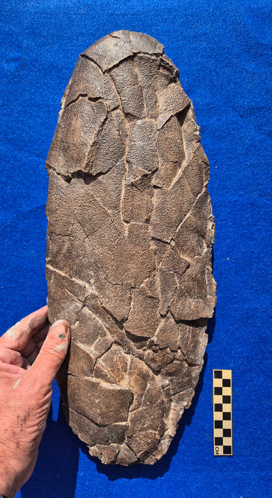 Hopw big were T rex's eggs? Egg replica 46cm long for sale at The Prehistoric Store