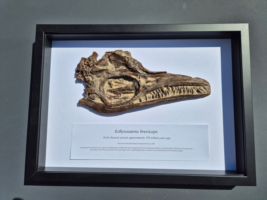 Framed Edition Icthyosaur breviceps Cast A3