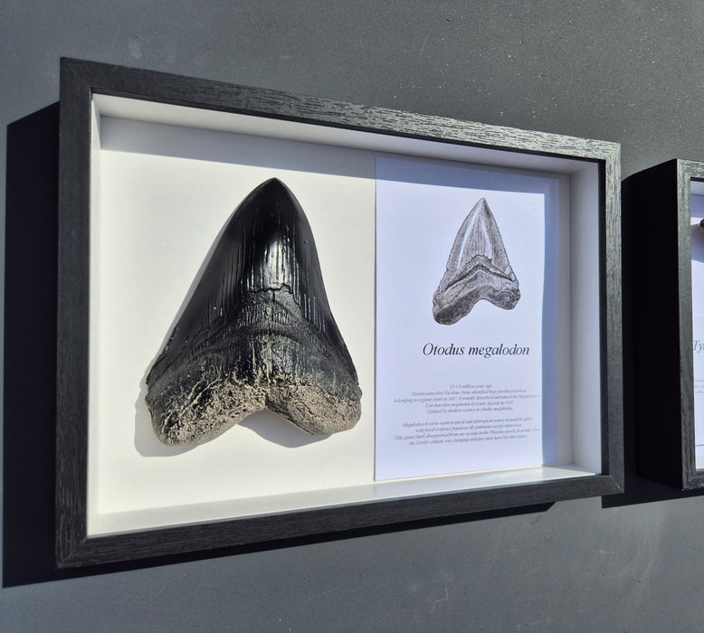 Otodus megalodon tooth replica. Megalodon tooth .