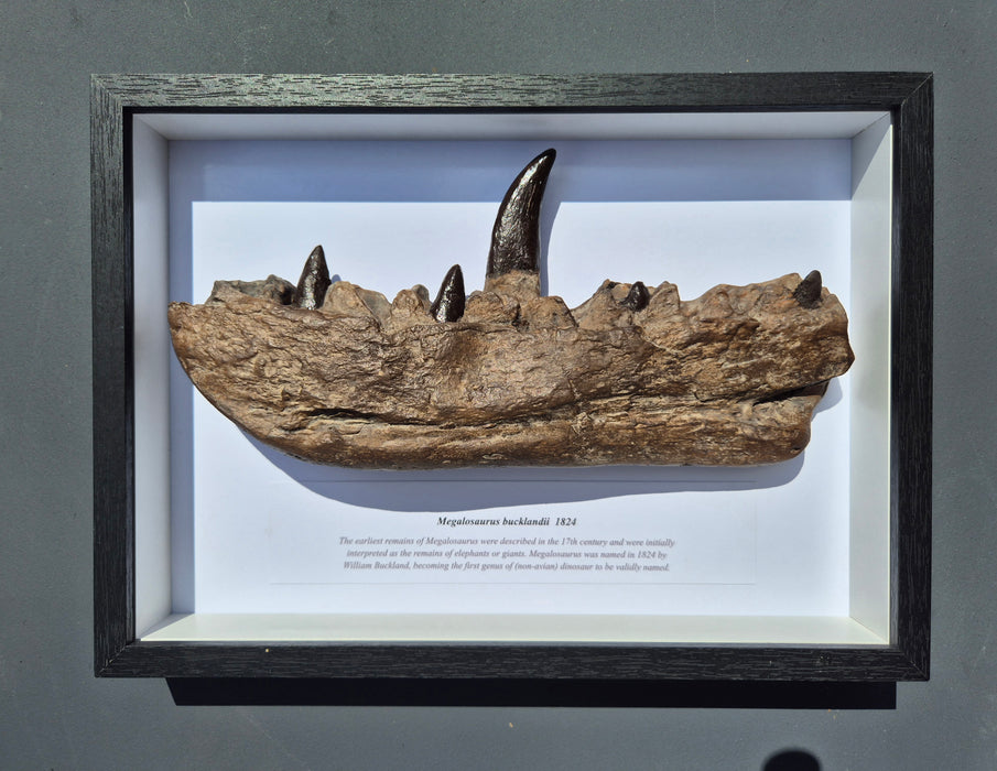 Megalosaurus jawbone replica in frame from The prehistoric Store