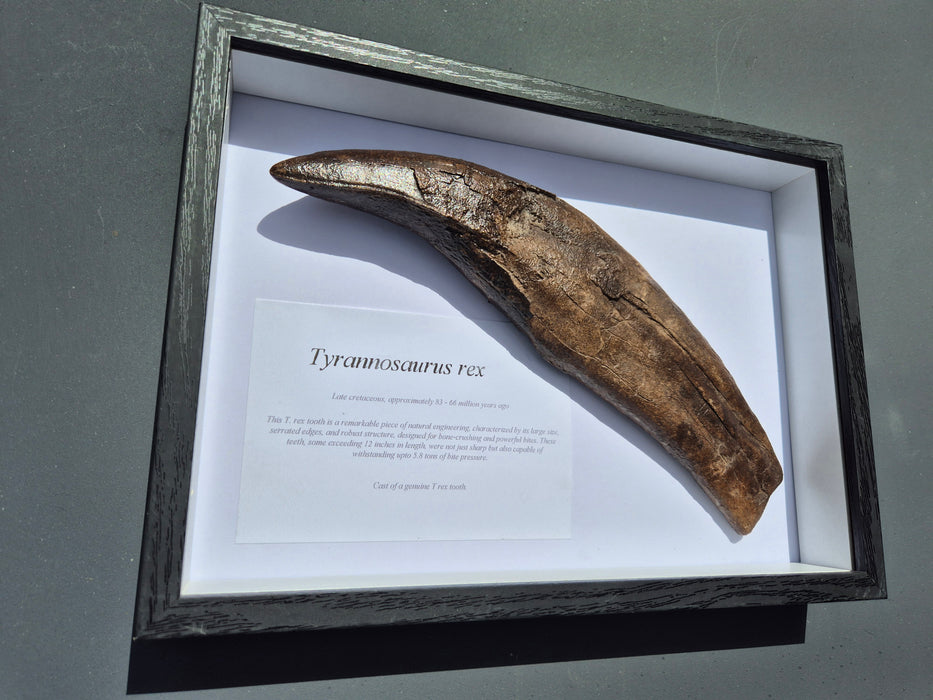 Fossilized tooth of Tyrannosaurus rex in a framed display with descriptive text on a gray background