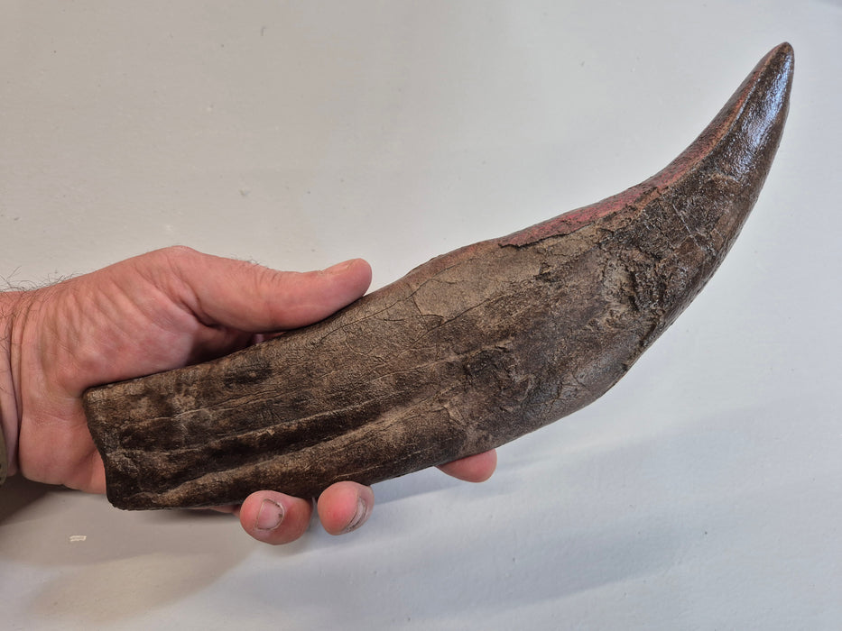 T rex tooth from The Prehistoric Store