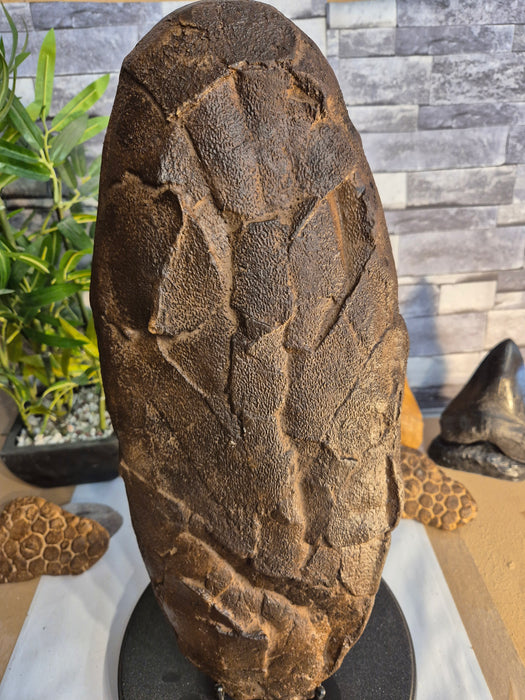 Tyrannosaur Egg - Cast From Genuine Specimen 46cm Long