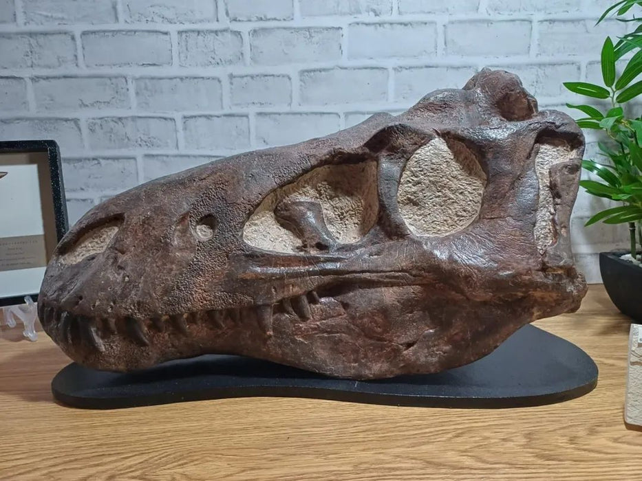 NANOTYRANNUS LANCENCIS LIFE SIZED SKULL