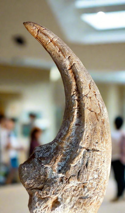 Carcharodontosaurus claw replica life sized from The Prehistoric Store www.theprehistoricstore.com