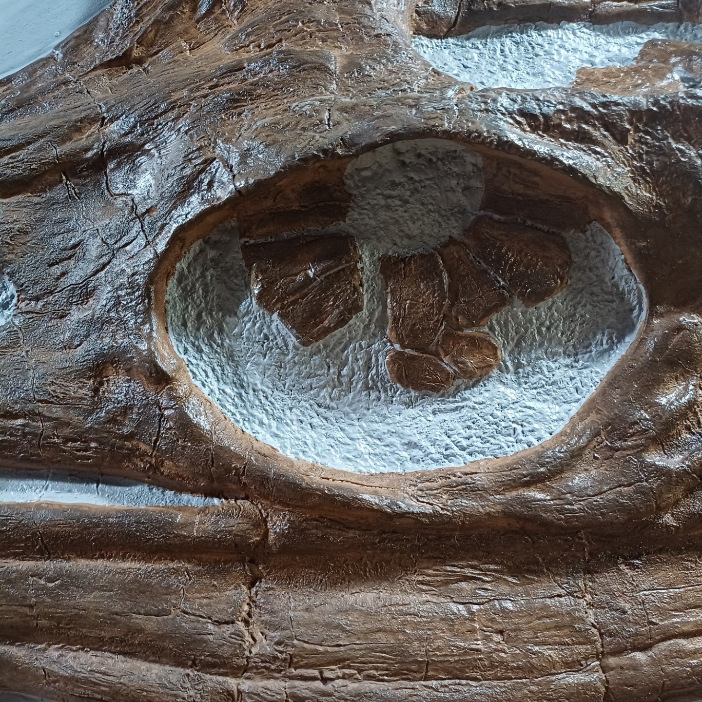 Jurassic coast sea monster, sea dragon, Icthyosaur Temnodontosaurus skull replica