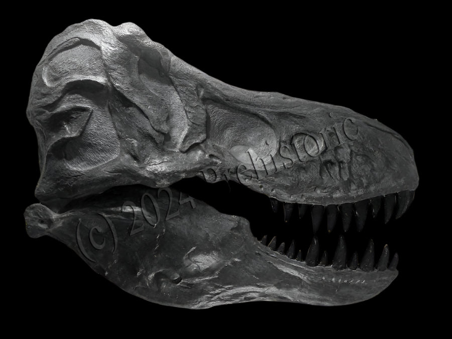 Tyrannosaurus rex skull replica for sale The Prehistoric store reviews