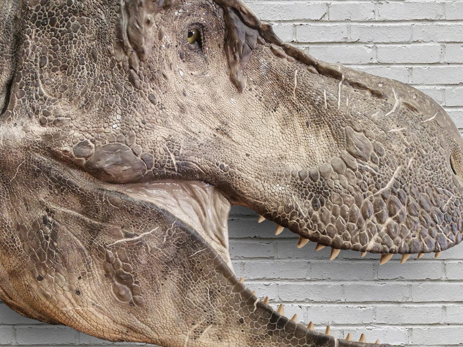 T rex with skin Replica Available from The Prehistoric Store