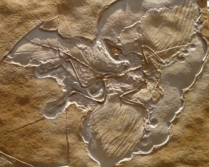 Archaeopteryx Life Sized Fossil Replica Wall Mount