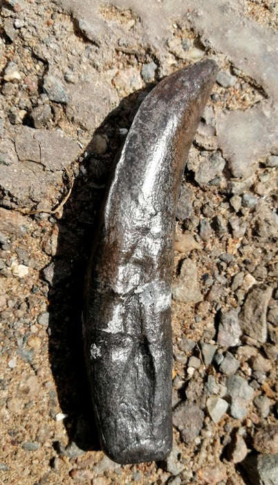 Allosaurus Tooth Replica The Prehistoric Store