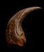 Baryonyx Claw available from The Prehistoric Store