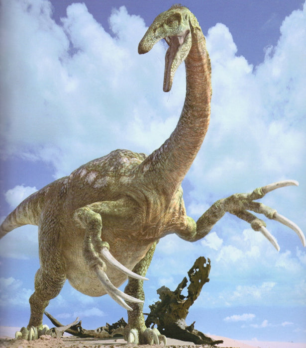 Therizinosaurus Life sized Claw 70 cm Long Exclusive to The Prehistoric Store
