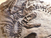 Gorgosaurus Tyrannosaur Wall Mountable Replica For Sale