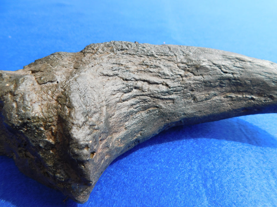 Tyrannosaurus rex Life Size Pes (foot) Claw Replica