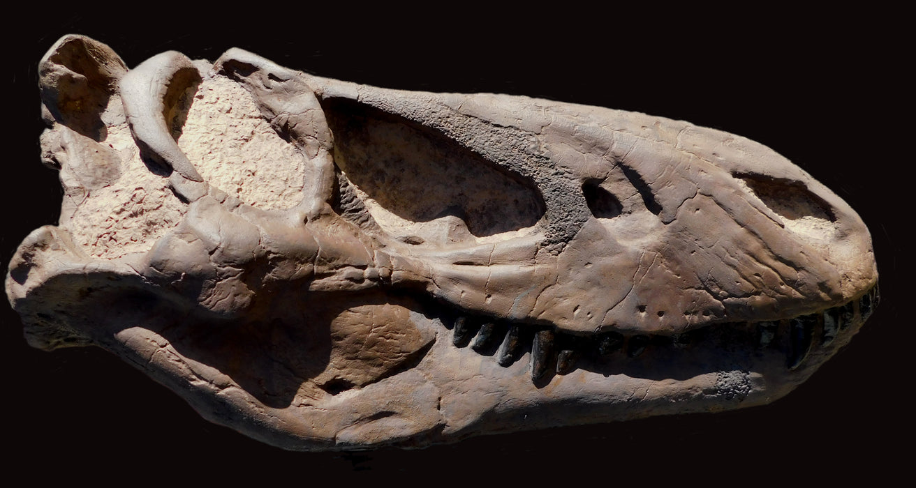 Nanotyrannus Life Sized Skull Replica 'The Cleveland Skull' Juvenile T rex Replica from The Prehistoric Store