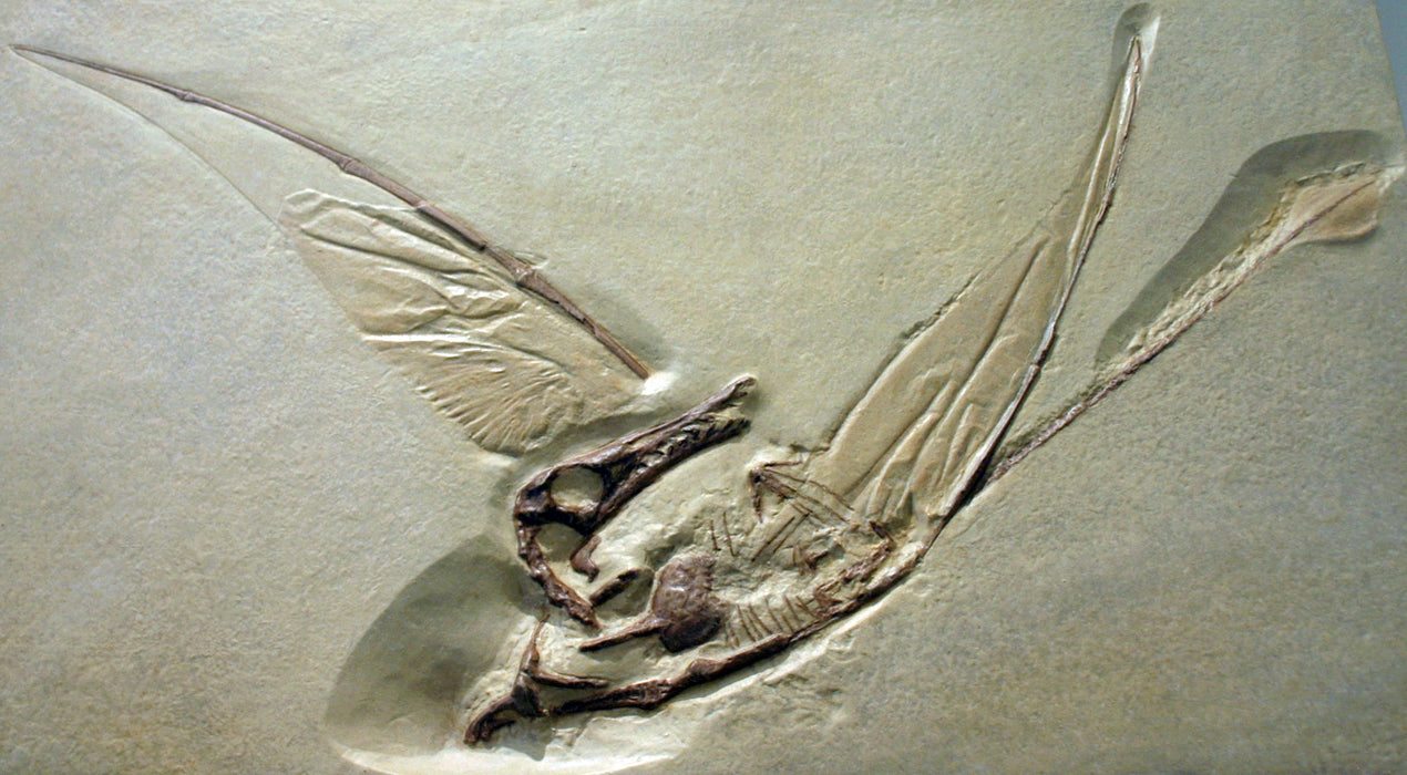 Rhamphorhynchus 57cm X 35cm Life Sized Fossil Replica
