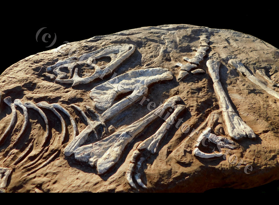 Juvenile Tarbosaurus bataar Fossil Replica Wall Mount