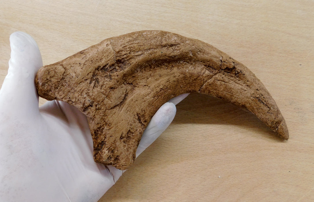 Utahraptor Fossilized Claw Replica