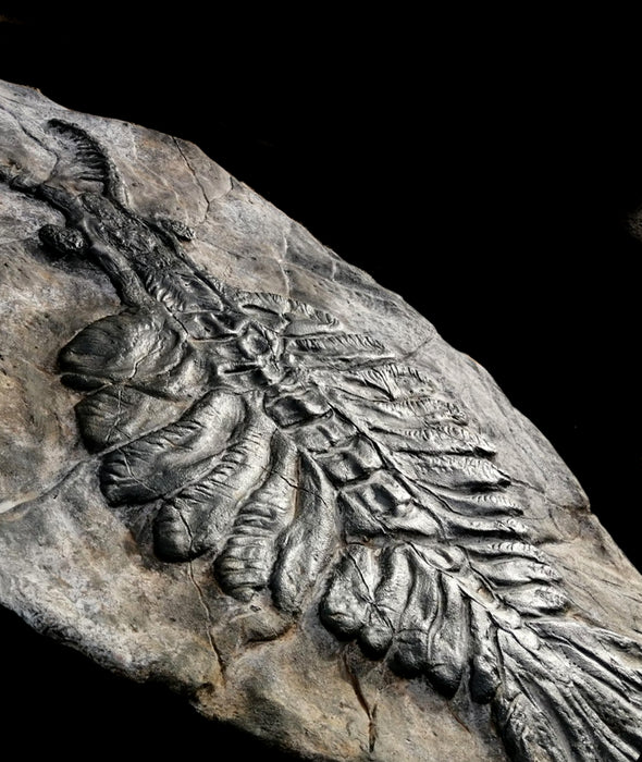 Anomalocaris fossil replica 1.2m long, from The Prehistoric Store. Fossil replicas in the UK.