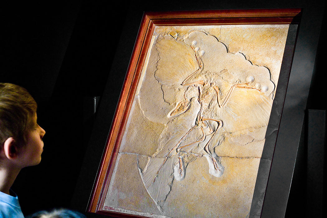 Archaeopteryx Life Sized Fossil Replica Wall Mount