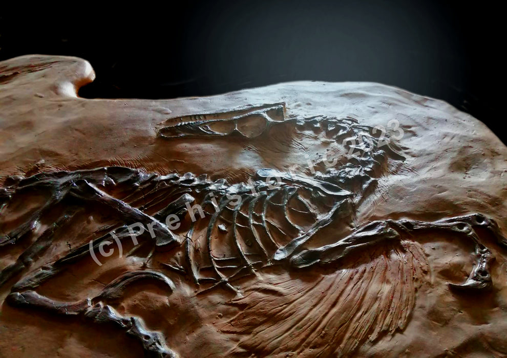 Velociraptor skeleton for sale The Prehistoric Store