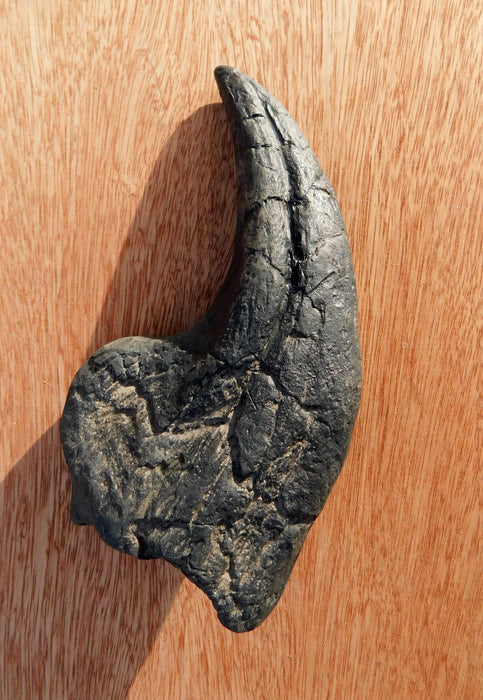 Tyrannosaurus rex Life Size 'Thumb' Claw Replica