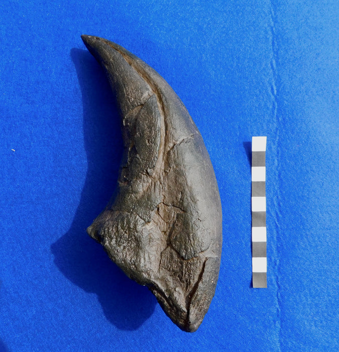 Tyrannosaurus rex Life Size Pes (foot) Claw Replica