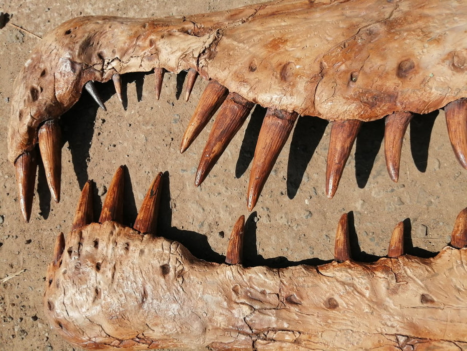 Spinosaurus aegyptiacus Life Sized Half Skull Wall Mount Replica