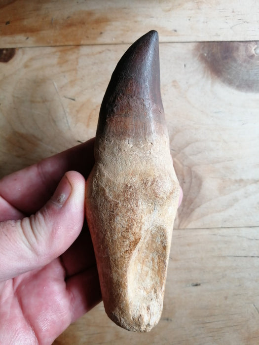 Mosasaur Liodon anceps Life Sized Tooth Replica (Cast from a Genuine Fossil)