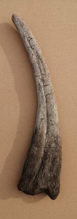 Therizinosaurus claw replica from The Prehistoric Store. Fossil replicas for sale in England, United Kingdom