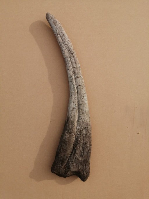 Therizinosaurus claw replica from The Prehistoric Store. Fossil replicas for sale in England, United Kingdom
