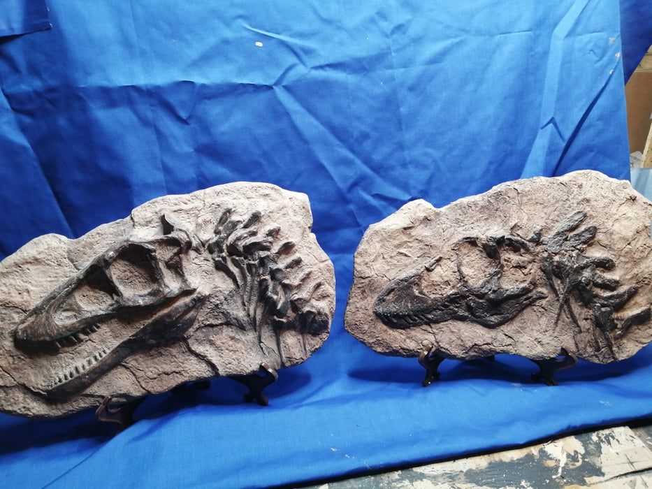 Juvenile Tyrannosaurus rex in matrix fossil replica