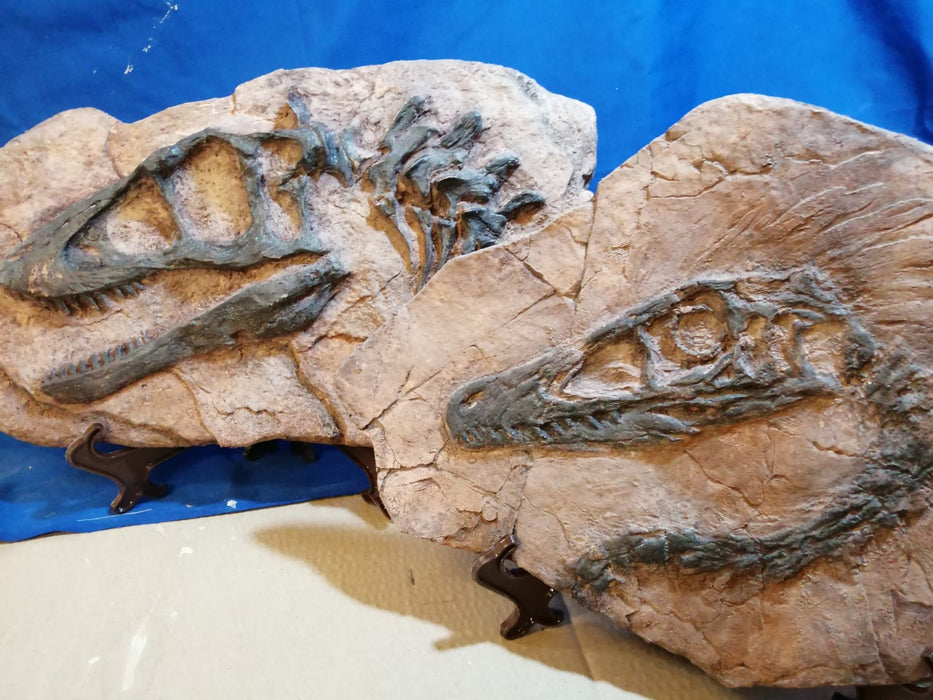 Juvenile Tyrannosaurus rex and Velociraptor mongoliensis replica set Save £30.00