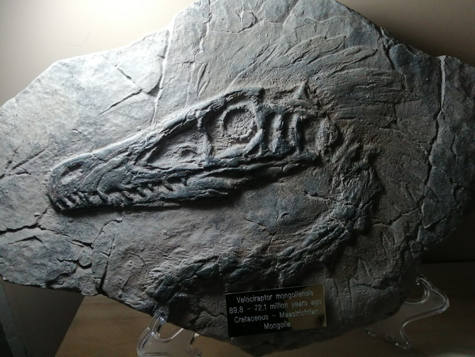 Velociraptor mongoliensis In Matrix Fossil Panel Replica