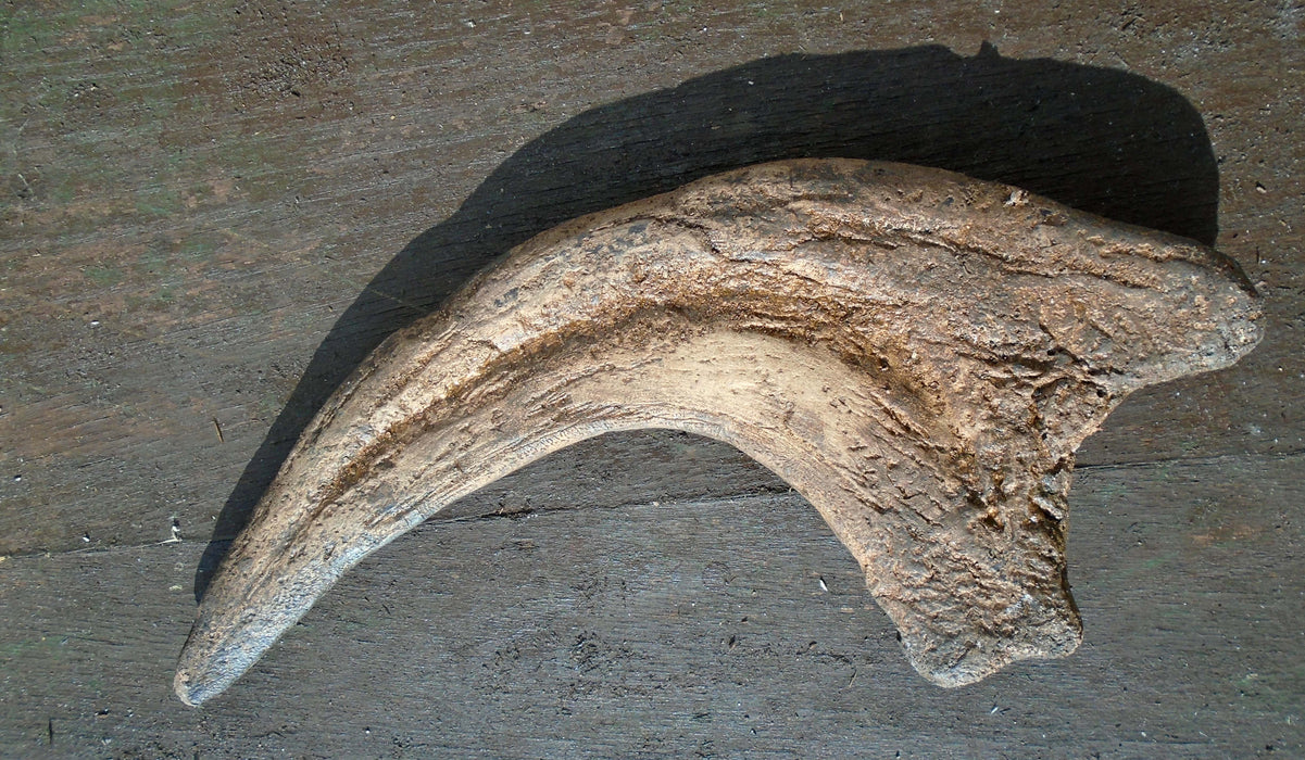 Utahraptor Fossilized Claw Replica