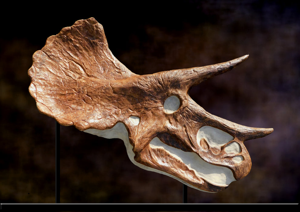 1.3m Long Triceratops Skull Replica For Sale