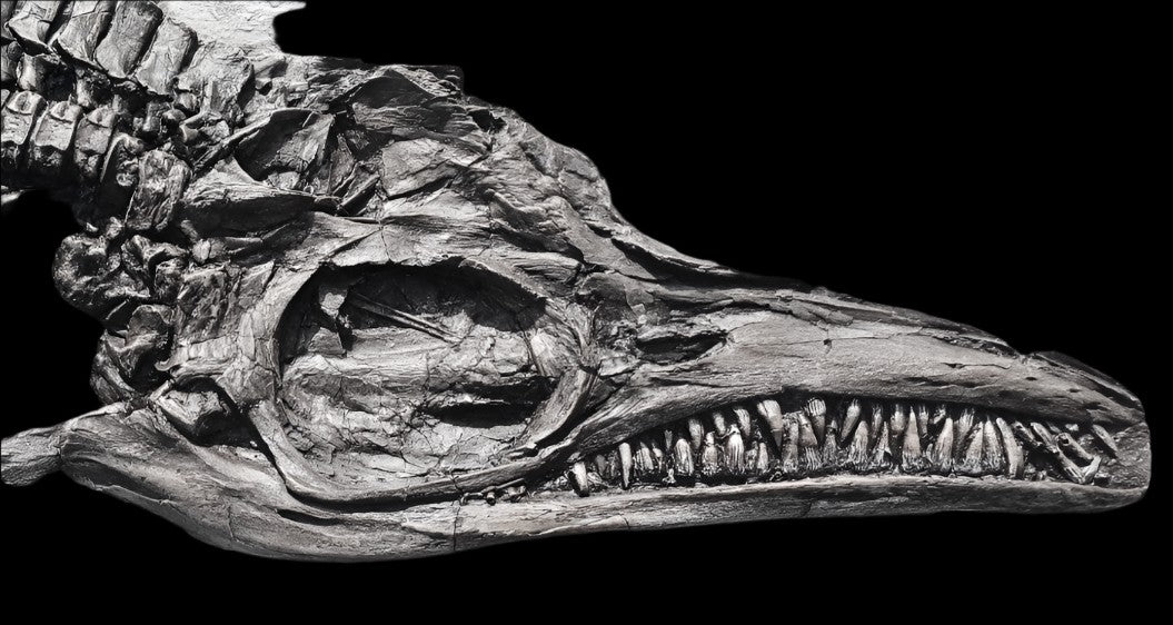 All Dinosaur Fossil Replicas