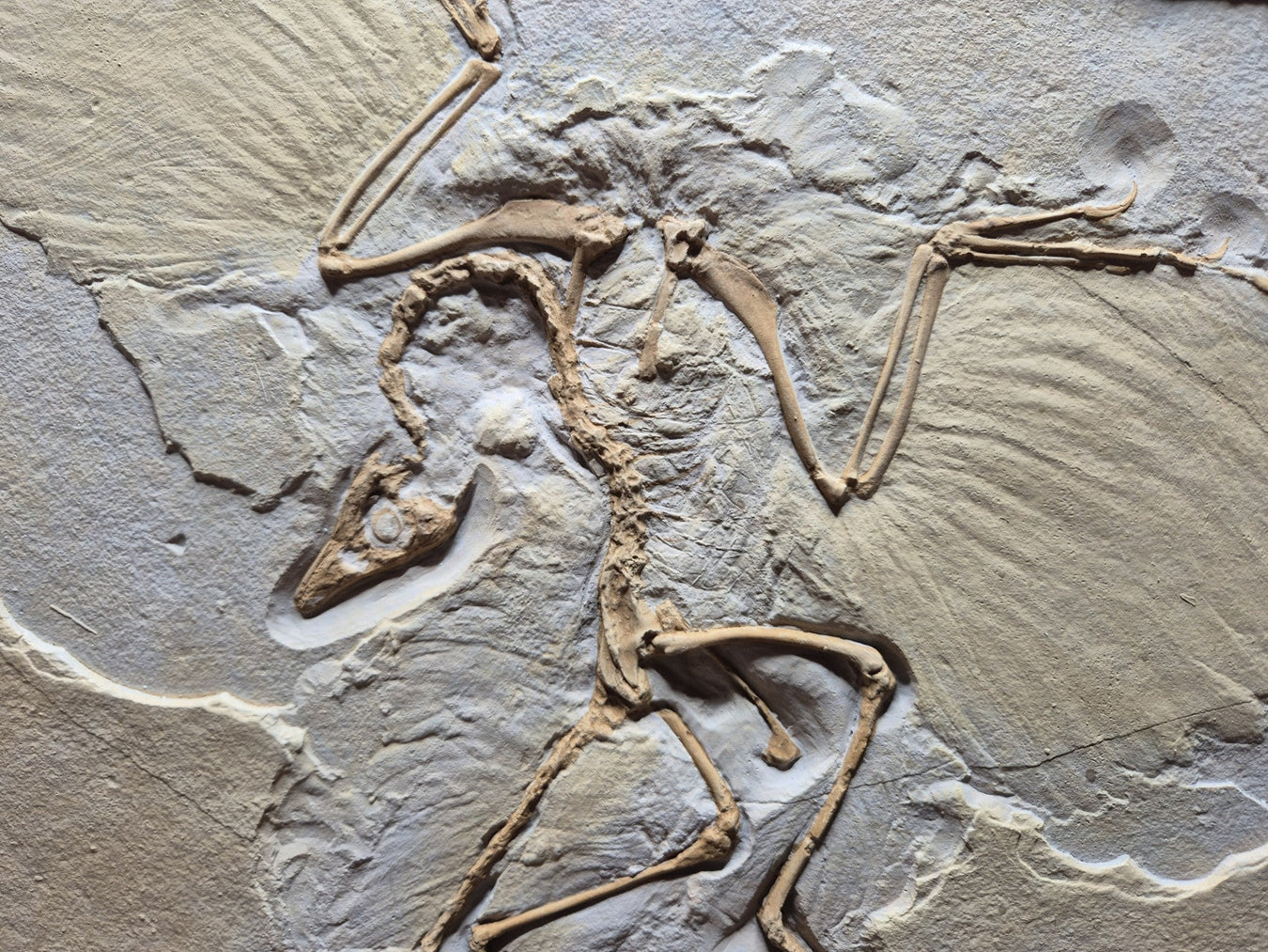 Archaeopteryx lithographica