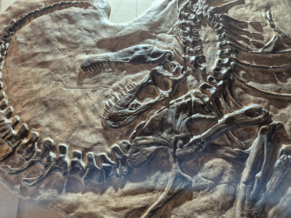 Juvenile Tyrannosaur Wall Display Panel 'Death Pose' 102cm X 80cm