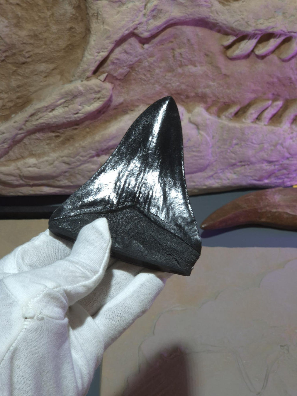 A prehistoric shark tooth fossil specimen held by a hand wearing a white glove, with a large dinosaur skeleton display in the background under purple lighting.