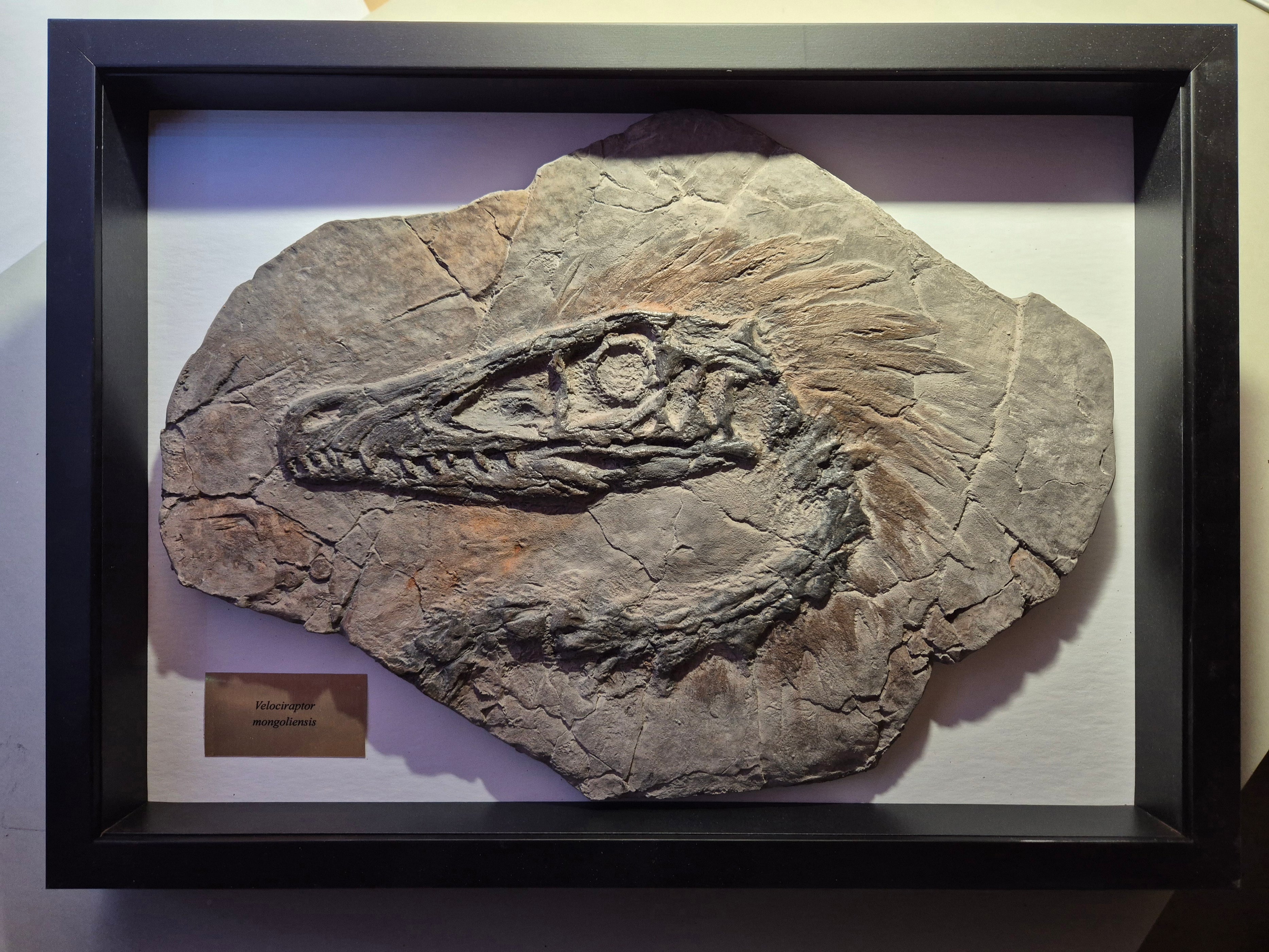 Studio Shop Custom Velociraptor A3 Framed Edition — The Prehistoric Store