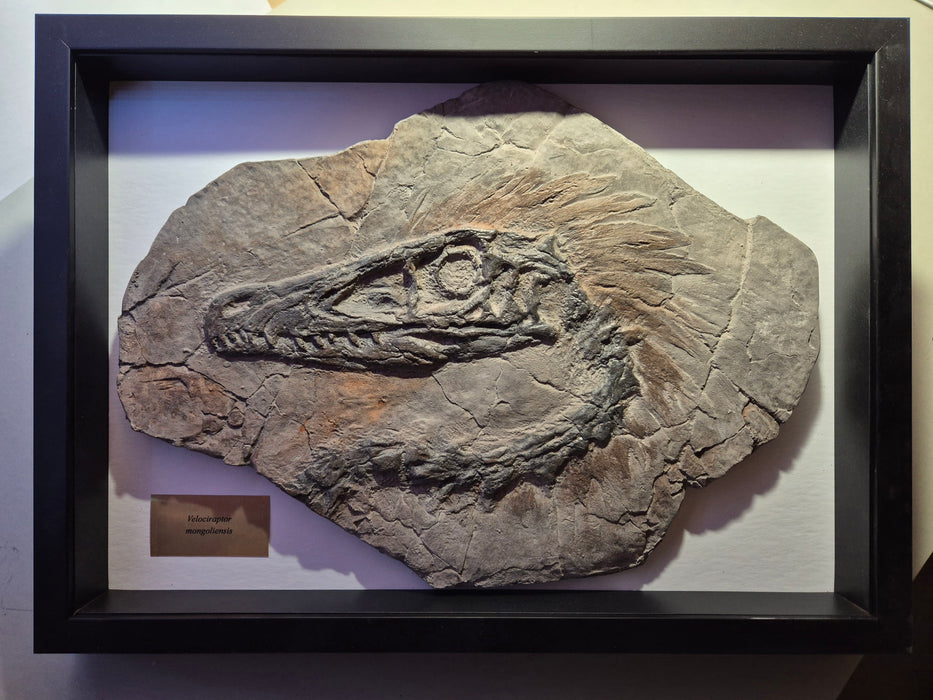 Studio Shop Custom Velociraptor A3 Framed Edition