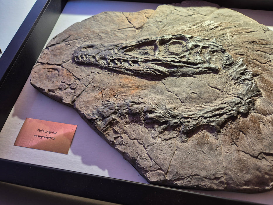 Studio Shop Custom Velociraptor A3 Framed Edition — The Prehistoric Store