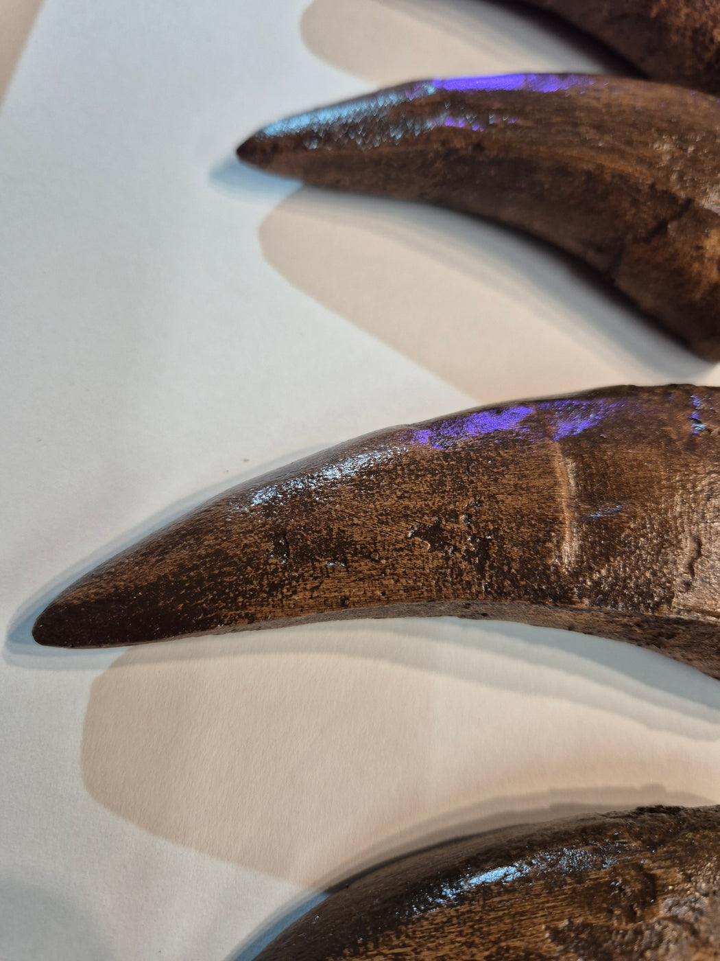 Studio Shop Custom Genuine Tyrannosaur Teeth Casts Framed 64 X 34 cm ...