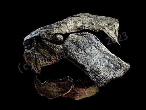 Dunkleostus fossil skull replica from The Prehistoric Store